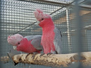 kakadu ružový 5